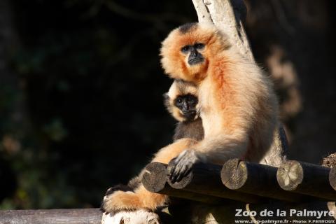 Gibbon à favoris Roux au zoo de la Palmyre