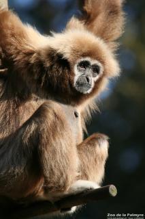 Gibbon à main blanche au zoo de la Palmyre