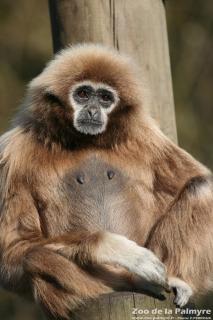 Gibbon à main blanche au zoo de la Palmyre