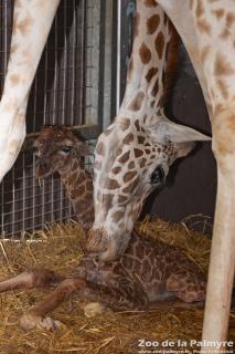 Girafe au Zoo de la Palmyre