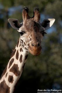 Girafe au Zoo de la Palmyre