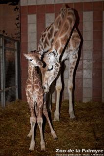Girafe au Zoo de la Palmyre