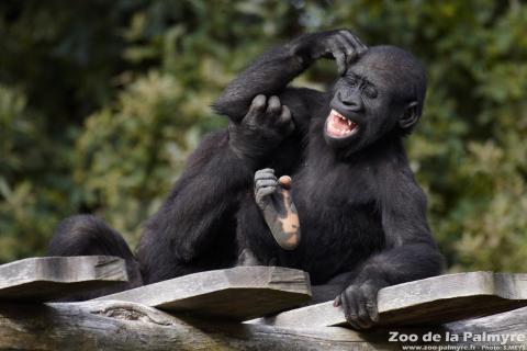 Gorille des plaine de l'Ouest au Zoo de La Palmyre