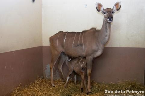 Grand koudou au zoo de la Palmyre