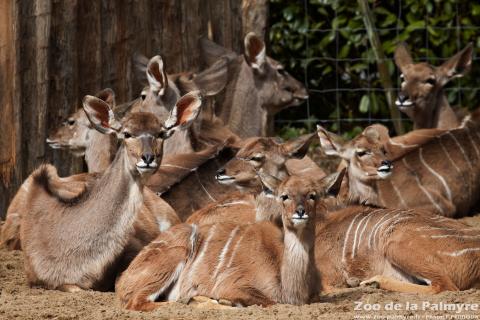 Grand koudou au zoo de la Palmyre