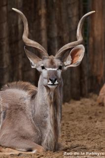 Grand koudou au zoo de la Palmyre