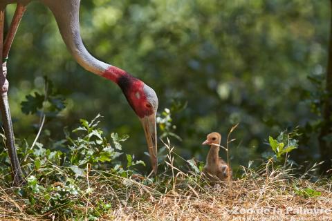 Grue Antigone au Zoo de la Palmyre