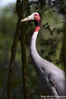 Grue Antigone au Zoo de la Palmyre