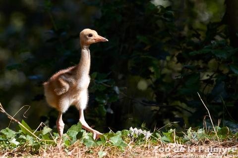 Grue Antigone au Zoo de la Palmyre