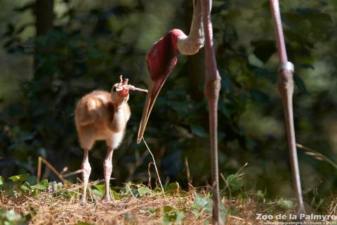 Grue Antigone au Zoo de la Palmyre