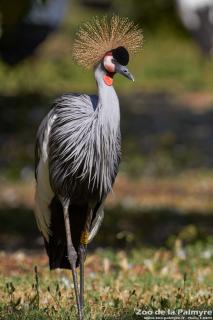 Grue couronnée au Zoo de la Palmyre