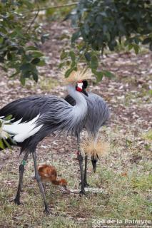 Grue couronnée au Zoo de la Palmyre