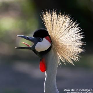 Grue couronnée au Zoo de la Palmyre