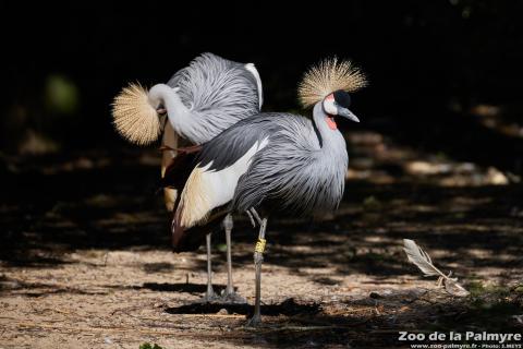 Grue couronnée au Zoo de la Palmyre
