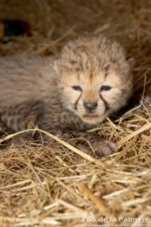 Guépard au zoo de la Palmyre