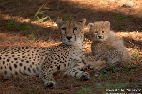 Guépard au zoo de la Palmyre