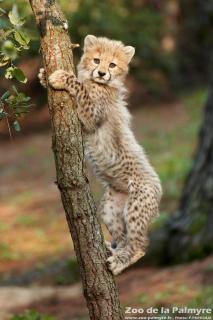Guépard au zoo de la Palmyre