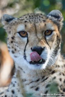Guépard au zoo de la Palmyre