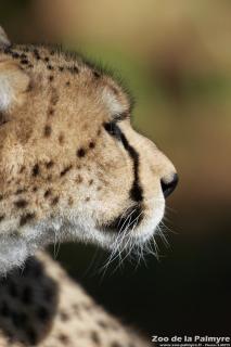 Guépard au zoo de la Palmyre