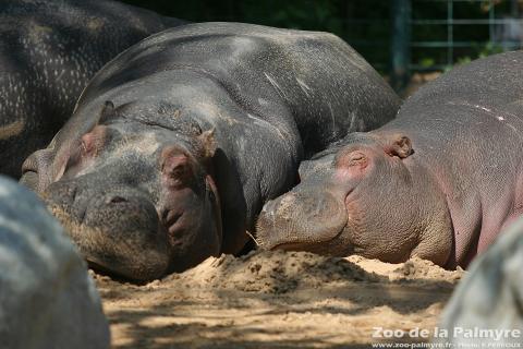 Hippopotame au Zoo de La Palmyre