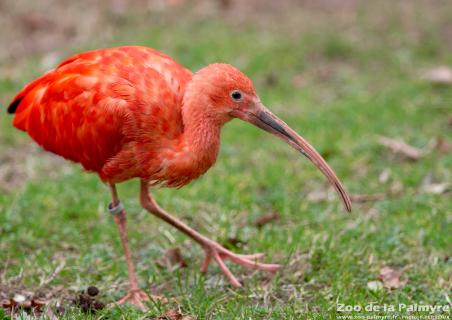 Ibis rouge au zoo de la palmyre