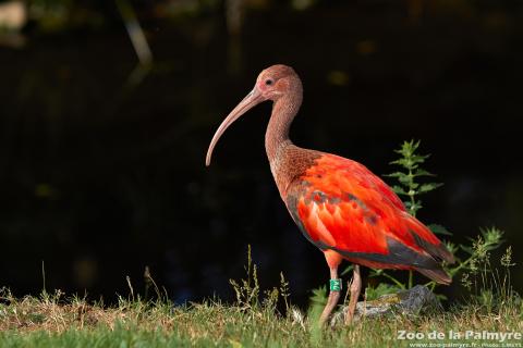 Ibis rouge au zoo de la palmyre