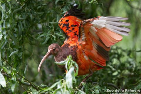 Ibis rouge au zoo de la palmyre