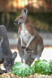 Kangourou roux au zoo de la palmyre