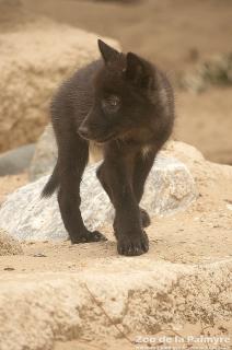 Loup de MacKenzie au zoo de la palmyre