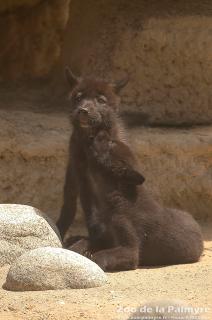 Loup de MacKenzie au zoo de la palmyre
