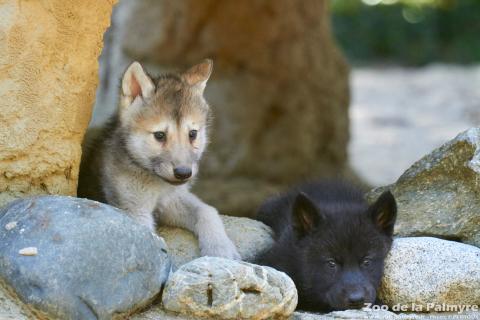 Loup de MacKenzie au zoo de la palmyre