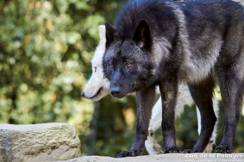 Loup de MacKenzie au zoo de la palmyre