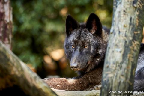 Loup de MacKenzie au zoo de la palmyre
