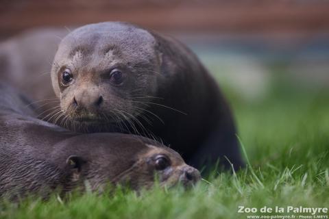 Loutre géante au Zoo de La Palmyre
