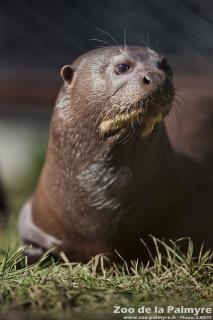 Loutre géante au Zoo de La Palmyre