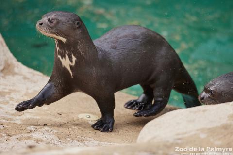 Loutre géante au Zoo de La Palmyre