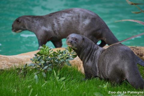 Loutre géante au Zoo de La Palmyre