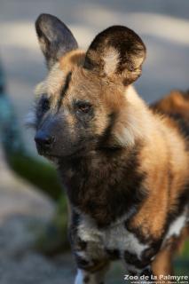 Lycaon au Zoo de la Palmyre