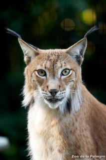Lynx au zoo de la Palmyre