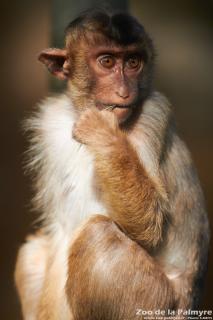 Macaque à queue de cochon au Zoo de La Palmyre