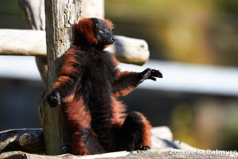 Header Maki Vari Roux au zoo de la Palmyre