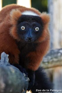 Header Maki Vari Roux au zoo de la Palmyre