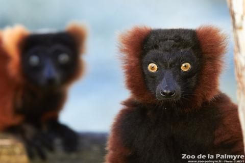 Header Maki Vari Roux au zoo de la Palmyre