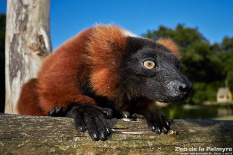 Header Maki Vari Roux au zoo de la Palmyre