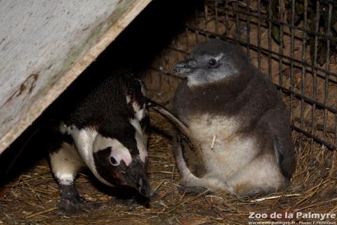Manchot du Cap au Zoo de la Palmyre