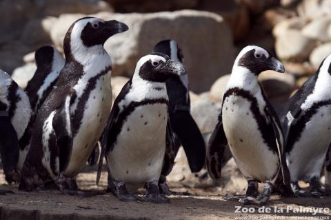 Manchot du Cap au Zoo de la Palmyre