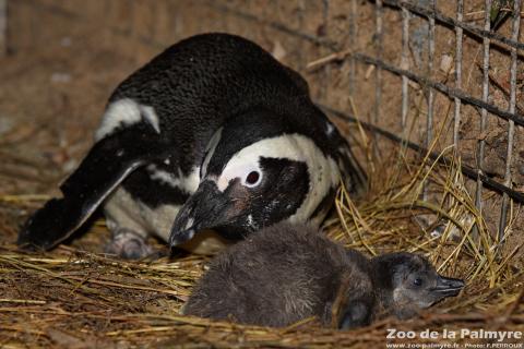Manchot du Cap au Zoo de la Palmyre