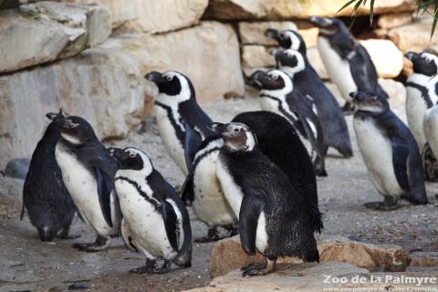 Manchot du Cap au Zoo de la Palmyre