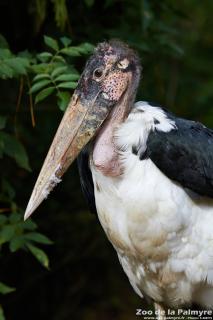 Marabout au Zoo de la Palmyre