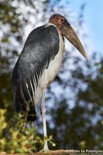 Marabout au Zoo de la Palmyre